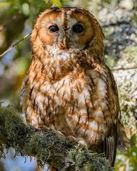 Image result for Strix aluco