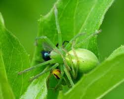 Attēlu rezultāti vaicājumam “Micrommata virescens”