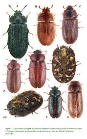 Attēlu rezultāti vaicājumam “Grynocharis oblonga”