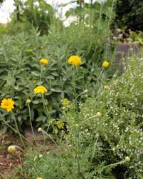 Image result for Färberkamille