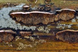 Attēlu rezultāti vaicājumam “Gloeophyllum abietinum”