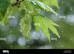 Attēlu rezultāti vaicājumam “Acer pseudoplatanus fo. purpurascens flower”