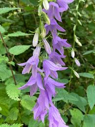 Image result for Campanula rapunculoides