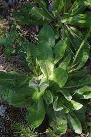 Attēlu rezultāti vaicājumam “Hypochaeris maculata”