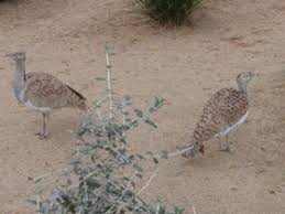 Image result for Chlamydotis macqueenii