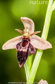 Attēlu rezultāti vaicājumam “Ophrys insectifera flower”