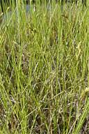 Attēlu rezultāti vaicājumam “Glyceria striata leaf”
