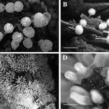 Attēlu rezultāti vaicājumam “Ceratiomyxa porioides spores”