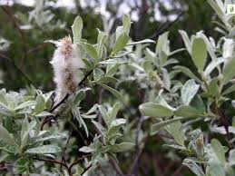 Attēlu rezultāti vaicājumam “Salix lapponum”