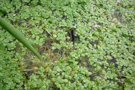 Attēlu rezultāti vaicājumam “Callitrichaceae”