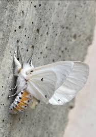 Attēlu rezultāti vaicājumam “Spilosoma sp.”