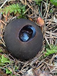 Attēlu rezultāti vaicājumam “Sarcosoma globosum”