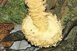 Attēlu rezultāti vaicājumam “Pholiota flammans”