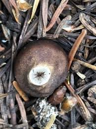 Attēlu rezultāti vaicājumam “Geastrum quadrifidum”