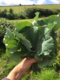 Image result for Taunton Deane