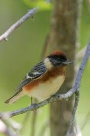 Image result for Dendroica castanea