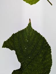 Attēlu rezultāti vaicājumam “Roeslerstammia erxlebella”