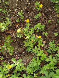 Attēlu rezultāti vaicājumam “Potentilla reptans flower”