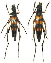 Attēlu rezultāti vaicājumam “Strangalia attenuata”