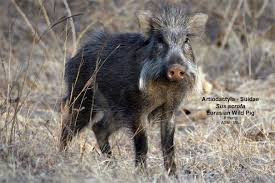 Attēlu rezultāti vaicājumam “Sus scrofa”