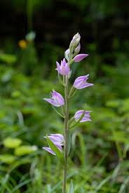Attēlu rezultāti vaicājumam “Cephalanthera rubra leaf”