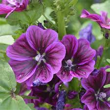 Image result for Malve