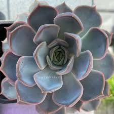 Image result for Mehikasvi