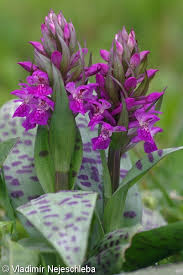 Attēlu rezultāti vaicājumam “Dactylorhiza majalis subsp. baltica flower”
