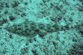 Image result for Acroteriobatus annulatus