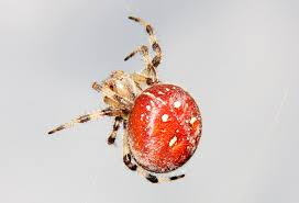 Attēlu rezultāti vaicājumam “Araneus quadratus”
