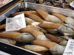 Image result for geoduck