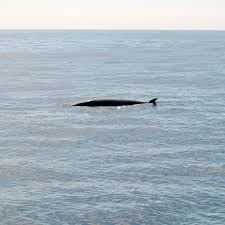 Image result for Balaenoptera acutorostrata