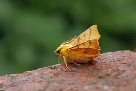 Attēlu rezultāti vaicājumam “Ennomos alniaria”