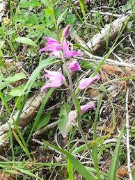 Attēlu rezultāti vaicājumam “Cephalanthera rubra leaf”