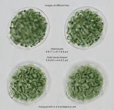 Attēlu rezultāti vaicājumam “Nostoc commune”