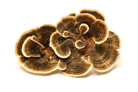 Attēlu rezultāti vaicājumam “Polyporus tubaeformis”