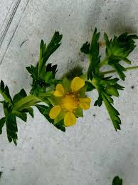 Attēlu rezultāti vaicājumam “Potentilla supina flower”