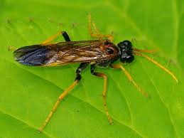 Attēlu rezultāti vaicājumam “Tenthredo campestris”