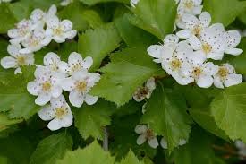 Attēlu rezultāti vaicājumam “Crataegus x macrocarpa leaf”