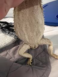 Image result for reptile scales