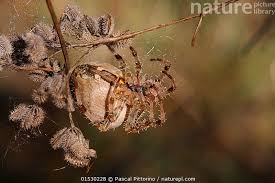 Attēlu rezultāti vaicājumam “Araneus diadematus female”