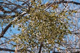 Attēlu rezultāti vaicājumam “Viscum album”