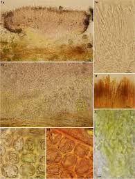 Attēlu rezultāti vaicājumam “Tritomaria exsecta macro”