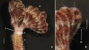 Attēlu rezultāti vaicājumam “Belbodamaeus sp.”