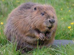 Image result for Castor fiber