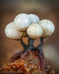 Attēlu rezultāti vaicājumam “Craterium minutum young”