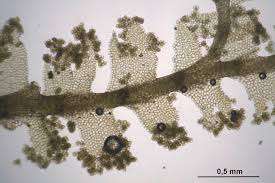 Attēlu rezultāti vaicājumam “Lophocolea minor”