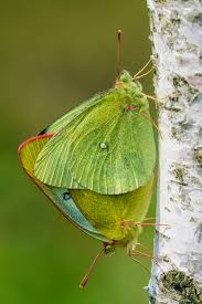 Attēlu rezultāti vaicājumam “Colias palaeno upperside”
