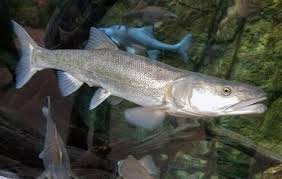 Image result for Ptychocheilus grandis