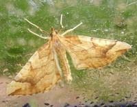 Attēlu rezultāti vaicājumam “Eulithis mellinata”